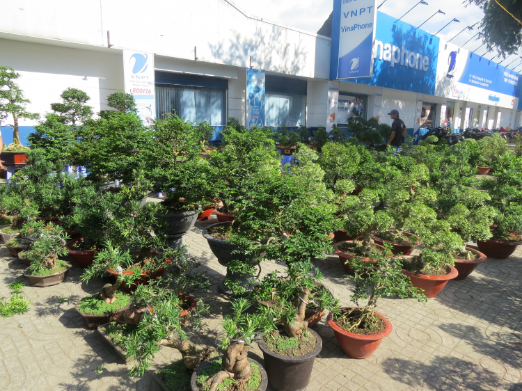 Dịch vụ trồng cây cảnh tại TP HCM